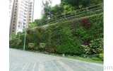植物墙让校园充满绿景，建设生态学院---湖南绿植墙