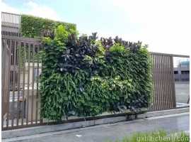 如何提高植物墙的存 活率？